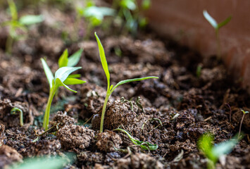 agriculture revived by spring