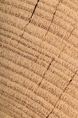 the texture of light oak wood is old with cracks, solid wood or wood. That's a close-up. a place for a text