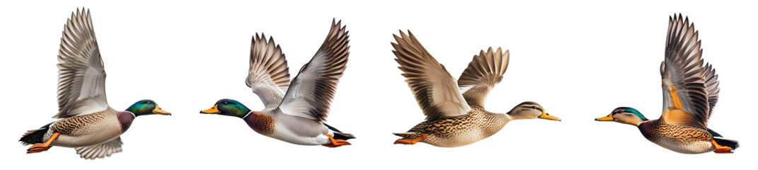 Fototapeta premium mallard ducks flying in various positions depicted in high detail transparent background