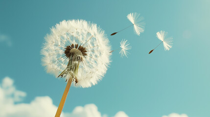 Fototapeta premium Dandelion in Close-Up with Seeds Drifting Away