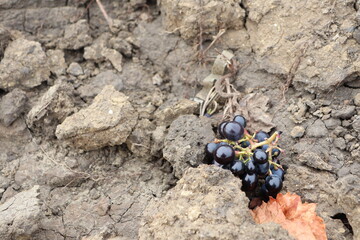Fresh, juicy grapes are growing in rich, earthy soil on a sunny summer day in the countryside