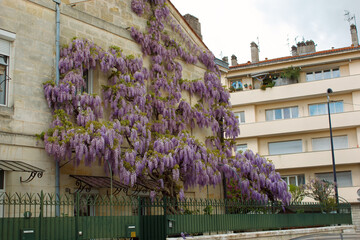 Magnifique glycine en fleurs sur les murs de Bordeaux