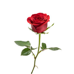 rose white background 