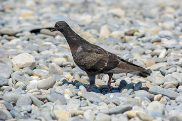 pigeon on the beach with stones