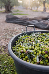Raccolta delle olive e produzione olio extravergine di oliva in puglia, italia