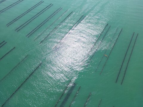 Aerial view of Bouchot mussel beds at sea - Vue a&eacute;rienne de parcs &agrave; moules de bouchot en mer