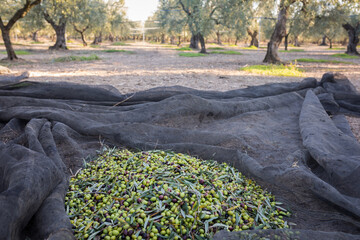 Raccolta delle olive e produzione olio extravergine di oliva in puglia, italia