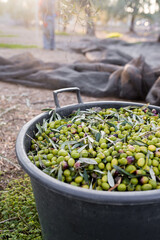 Raccolta delle olive e produzione olio extravergine di oliva in puglia, italia