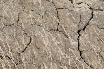 The Cracked Rocky Surface Features a Compelling Display of Textured Veins and Details