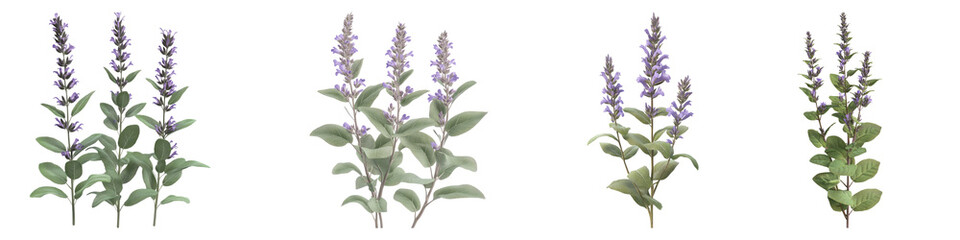 Garden sage isolated on transparent background, Set of