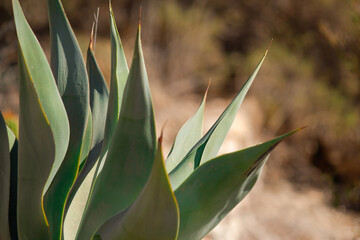 A detailed close-up of sharp-edged agave leaves, highlighting their natural patterns and textures in a desert-like environment.
