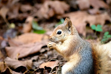 Caucasian squirrel (Sciurus anomalus) in the dried grass. Squirrel eating. Rodent animal idea concept. Nature.