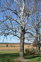 Obraz premium Bare Sycamore Tree in a Field