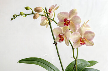Fototapeta premium flower, orchid, on a white background
