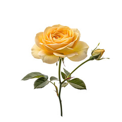 yellow rose isolated on white