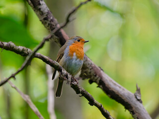Fototapeta premium European robin perched on a tree in forest