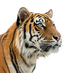 Obraz premium tiger head isolated on white background.AI GENERATED