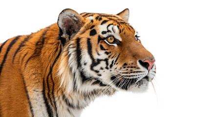 Obraz premium tiger head isolated on white background.AI GENERATED