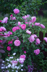 Obraz premium A bush of blooming pink roses in the summer garden in the evening