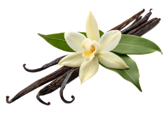 vanilla flower with pods and leaves isolated on white background.AI GENERATED
