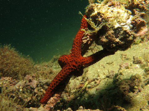 Starfish