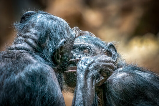 two monkies in love holding and kissing