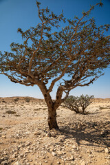 A close-up of a frankincense tree, known for its historical significance and aromatic resin, native to the Dhofar region of Oman.
