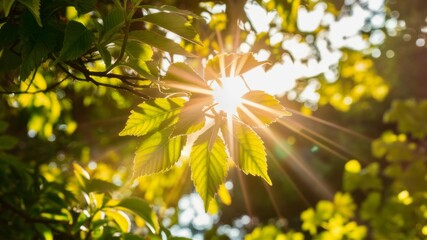 Obraz premium Sun-Kissed Canopy: Sunlight bursts through a lush canopy of leaves, creating a dazzling display of light and shadow, perfect for conveying feelings of warmth, renewal, and natural beauty.