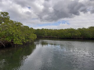 Mangrove, Guadeloupe