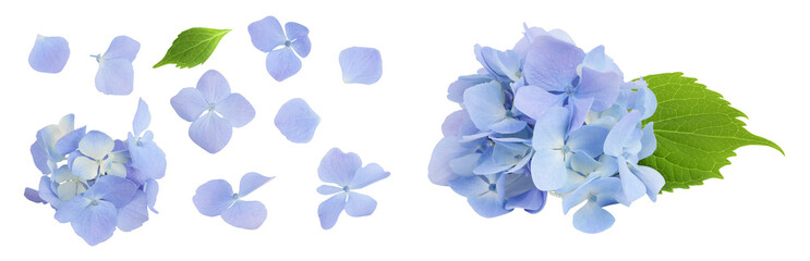 Naklejka premium Blue Hydrangea flower isolated on white background. Top view. Flat lay