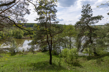 Obraz premium Coniferous trees near the lake