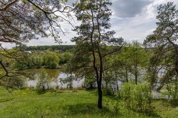 Fototapeta premium Coniferous trees near the lake