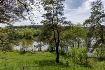 Obraz premium Coniferous trees near the lake