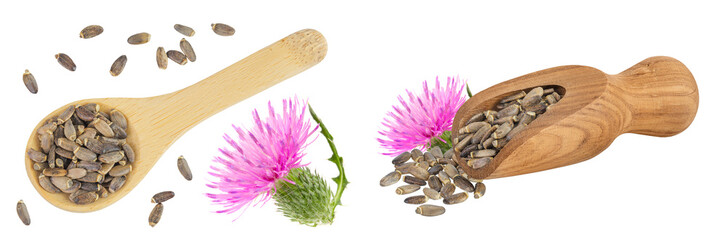 Seeds and flower of a milk thistle or Silybum marianum, Scotch Thistle, Marian thistle in wooden...
