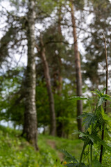 Fototapeta premium Green coniferous trees in the spring forest
