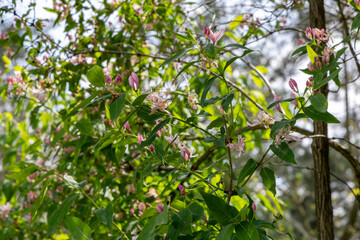 Pink flowers on a bush