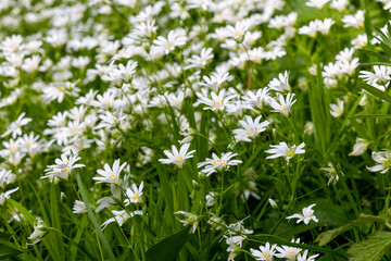 White spring flowers in the forest