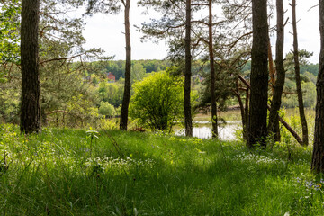 Green grass in the spring forest