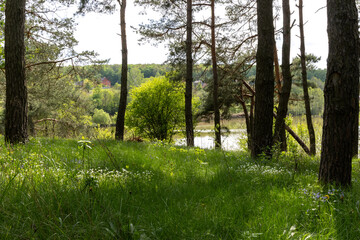 Green grass in the spring forest