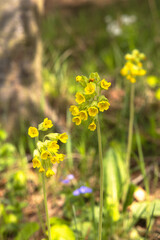 Yellow flowers in the spring forest