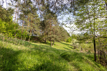 A green meadow near a coniferous forest