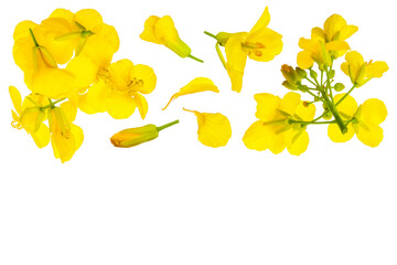 Rapeseed flowers isolated on white background, Top view with copy space for your text. Flat lay