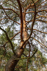 Green pine tree in the forest