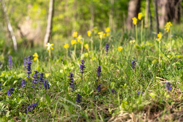 Blue flowers in the spring forest