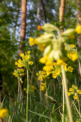 Fototapeta premium Yellow flowers in the spring forest
