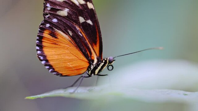Hecale Longwing butterfly perches on a leaf, 4K footage