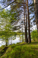 Fototapeta premium Green coniferous trees in the spring forest