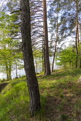 Obraz premium Green coniferous trees in the spring forest