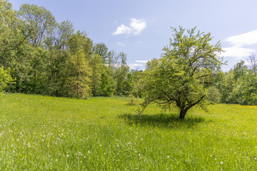 Obraz premium Bright green field in spring