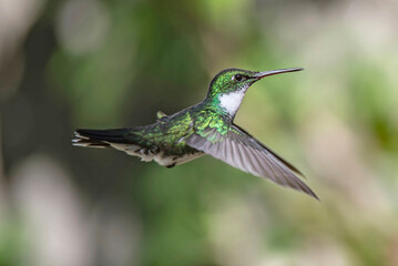 Colibrí garganta blanca volando © Maelia Rouch